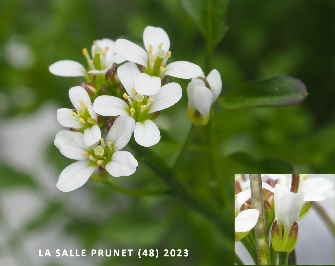 Bittercress, Wavy flower